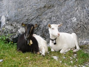 Geissen Geissen